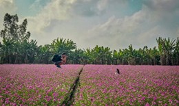 Cánh đồng hoa dừa cạn hút giới trẻ ở An Giang