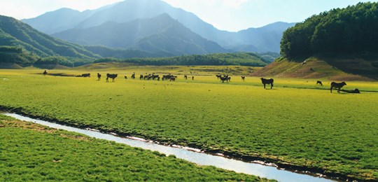 Thảo nguyên Mông Cổ ít người biết tại Đà Nẵng