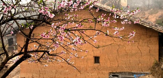 Sai đắm sắc hoa đào Hà Giang